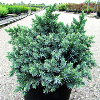 Zwerg-Wacholder 'Blue Star' (Juniperus squamata)