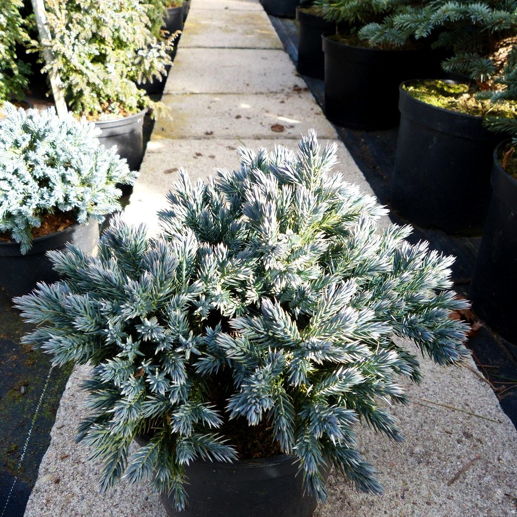 Zwerg-Wacholder 'Blue Star' (Juniperus squamata)