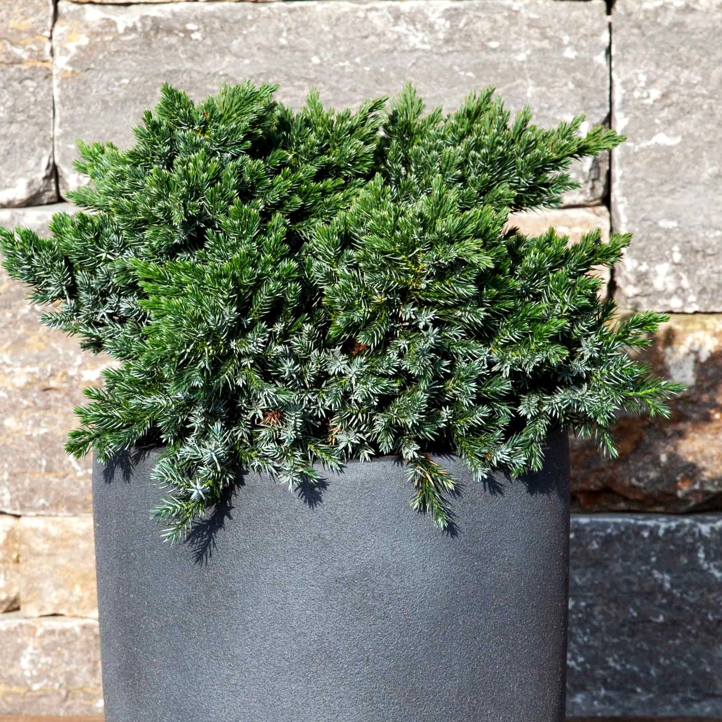 Zwerg-Wacholder 'Blue Star' (Juniperus squamata)