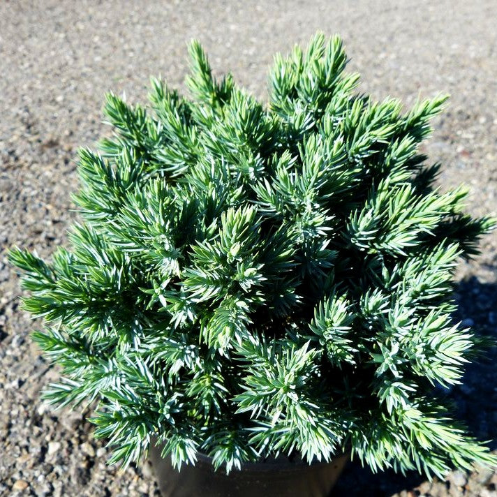 Zwerg-Wacholder 'Blue Star' (Juniperus squamata)
