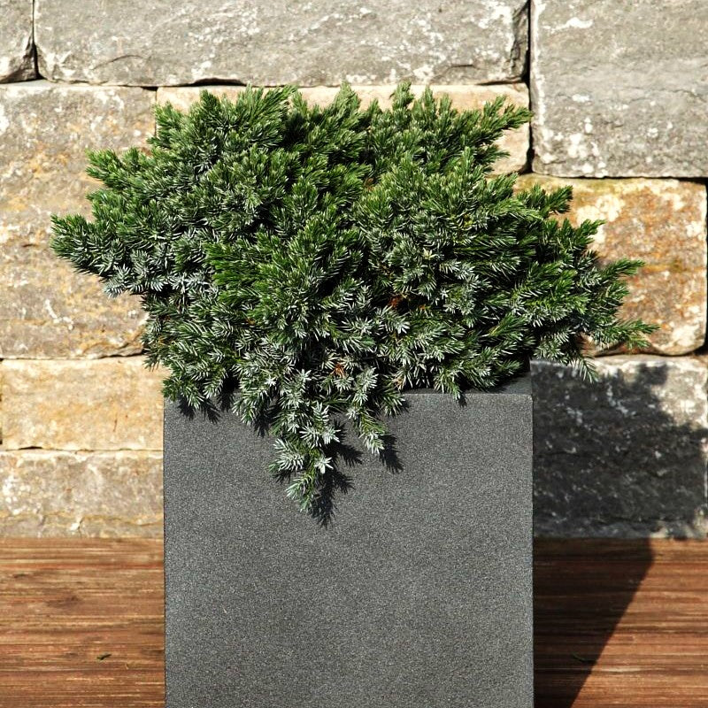 Zwerg-Wacholder 'Blue Star' (Juniperus squamata)