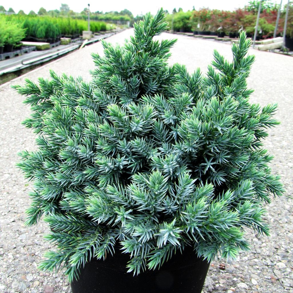 Zwerg-Wacholder 'Blue Star' (Juniperus squamata)