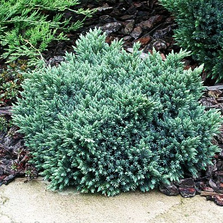 Zwerg-Wacholder 'Blue Star' (Juniperus squamata)