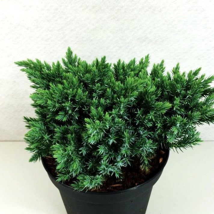 Zwerg-Wacholder 'Blue Star' (Juniperus squamata)