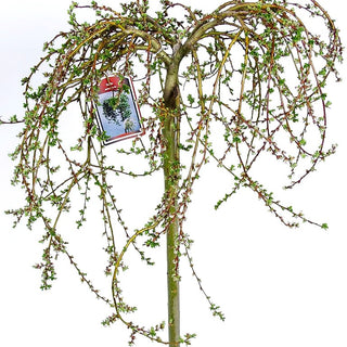 Zwerg-Weide (Salix arbuscula)