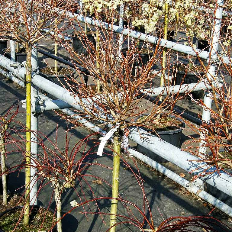 Zwerg-Weide (Salix onusta)