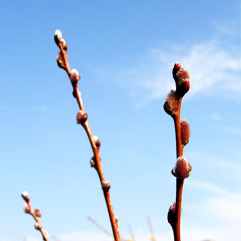 Zwerg-Weide (Salix onusta)