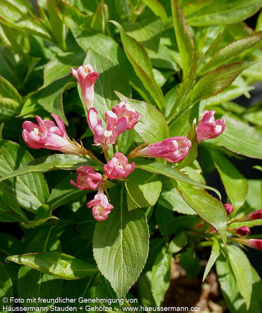Zwerg-Weigelie 'All Summer Peach' (Weigela florida)