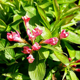 Zwerg-Weigelie 'All Summer Peach' (Weigela florida)