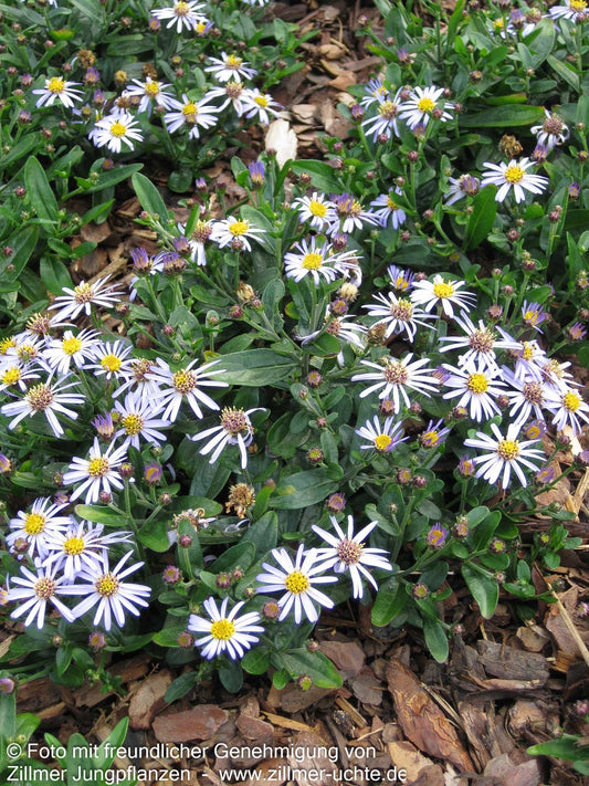 Zwerg-Wild-Aster 'Adustus Nanus' (Aster ageratoides)