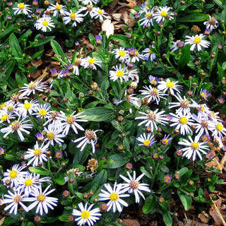 Zwerg-Wild-Aster 'Adustus Nanus' (Aster ageratoides)