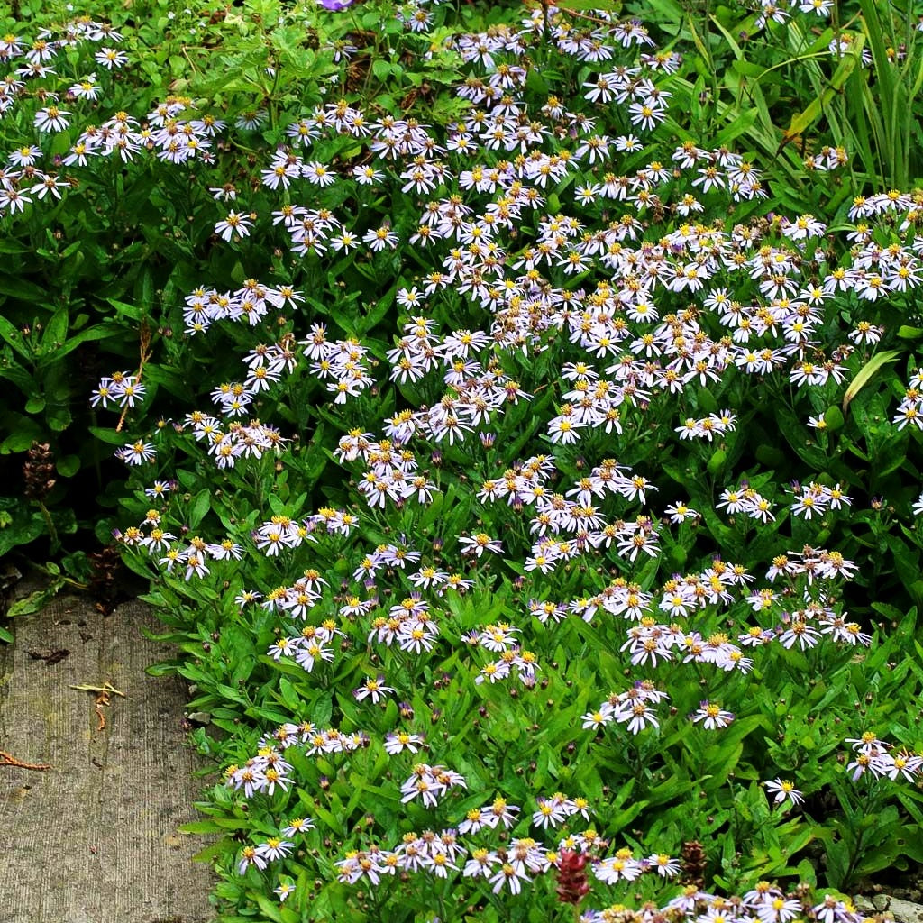 Zwerg-Wild-Aster 'Adustus Nanus' (Aster ageratoides)