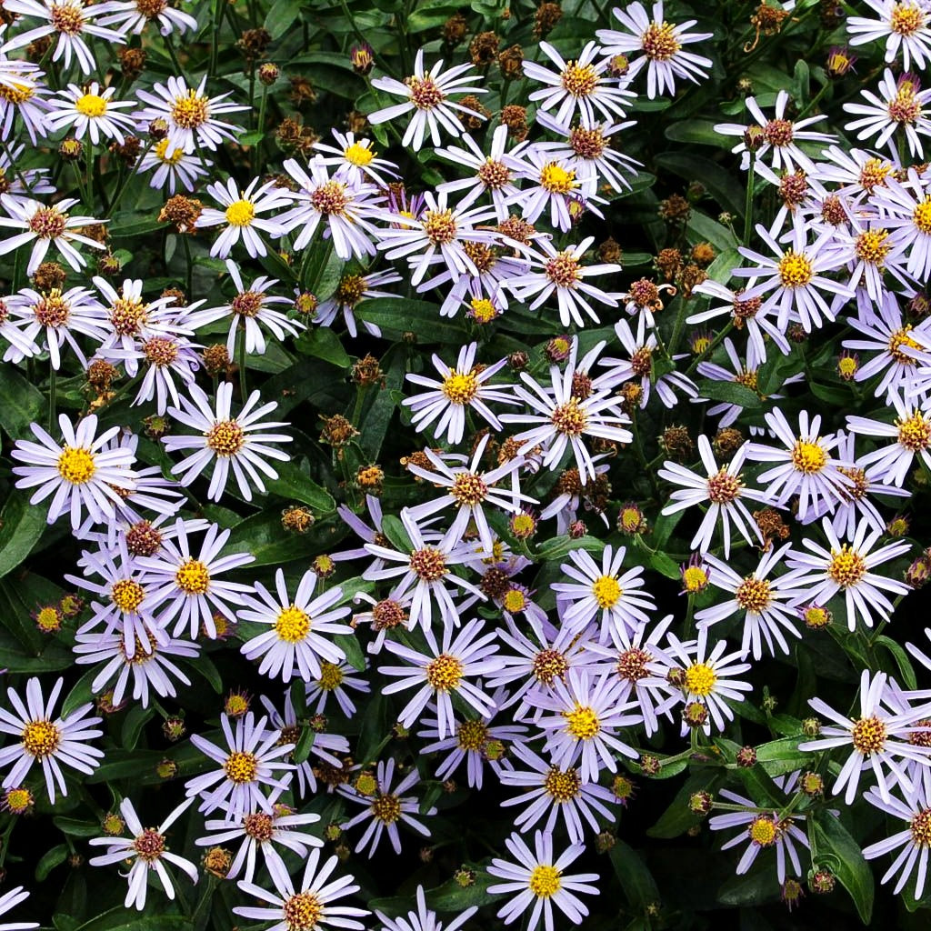 Zwerg-Wild-Aster 'Adustus Nanus' (Aster ageratoides)