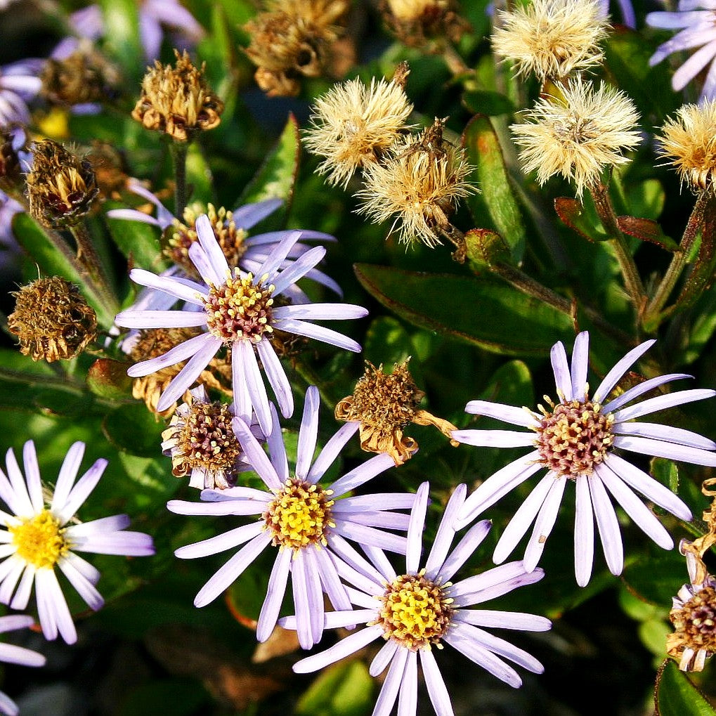 Zwerg-Wild-Aster 'Adustus Nanus' (Aster ageratoides)
