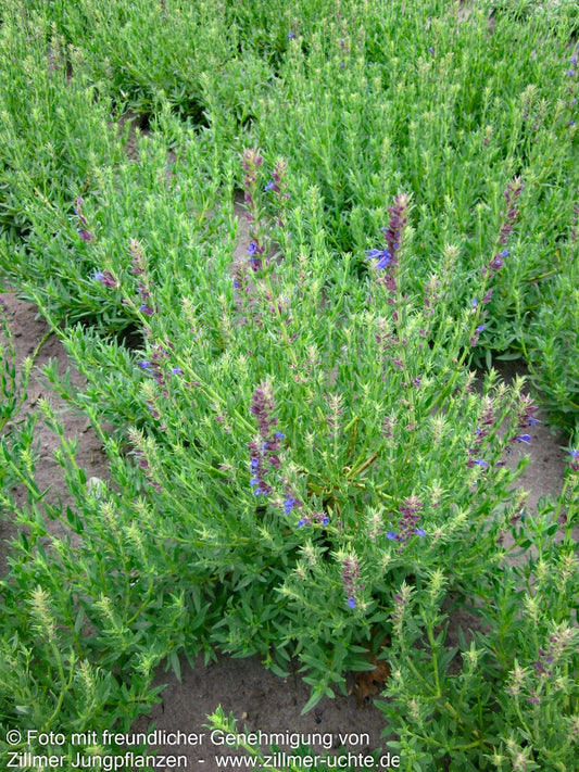 Zwerg-Ysop (Hyssopus officinalis ssp.aristatus)