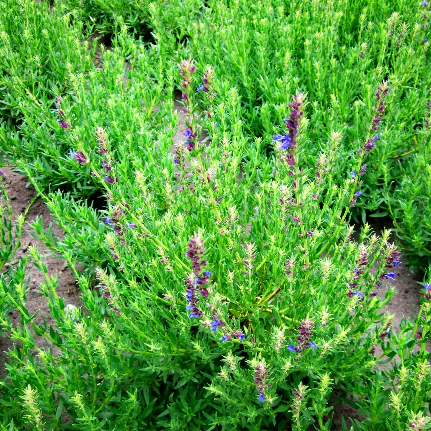 Zwerg-Ysop (Hyssopus officinalis ssp.aristatus)