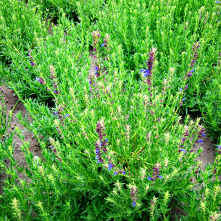 Zwerg-Ysop (Hyssopus officinalis ssp.aristatus)
