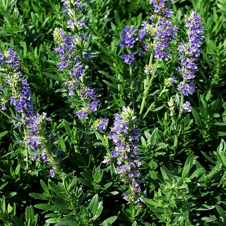 Zwerg-Ysop (Hyssopus officinalis ssp.aristatus)