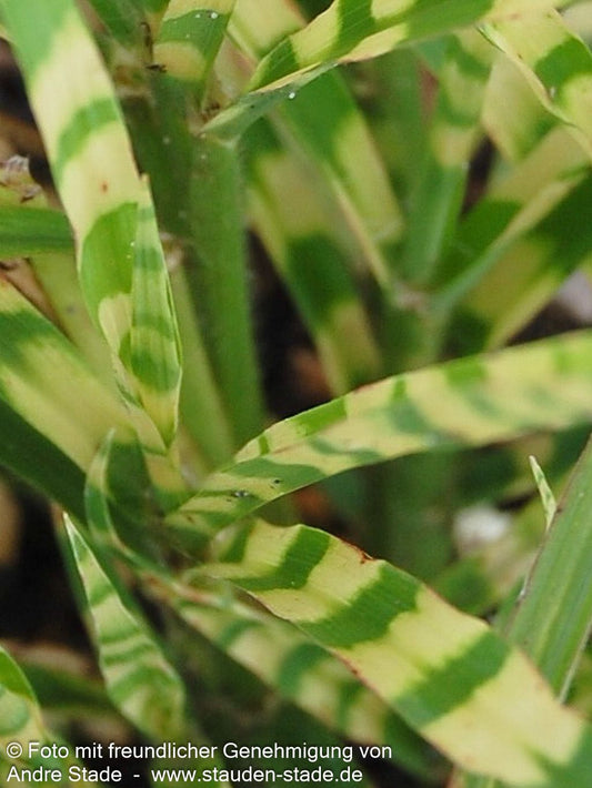Zwerg-Zebraschilf 'Gold Bar' (Miscanthus sinensis)