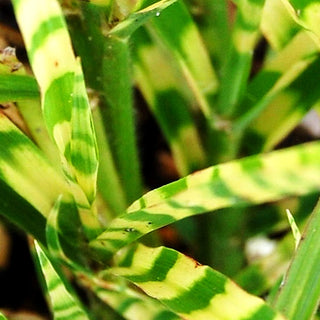 Zwerg-Zebraschilf 'Gold Bar' (Miscanthus sinensis)