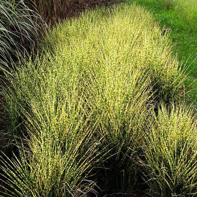 Zwerg-Zebraschilf 'Gold Bar' (Miscanthus sinensis)