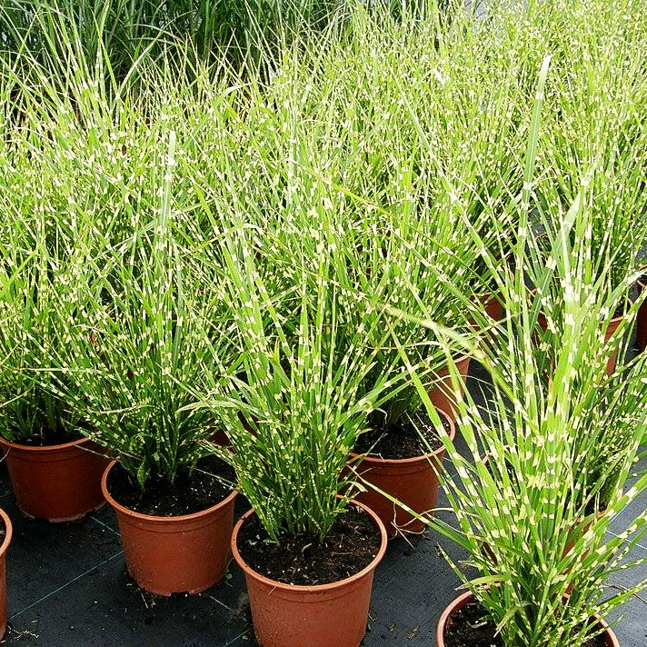 Zwerg-Zebraschilf 'Gold Bar' (Miscanthus sinensis)