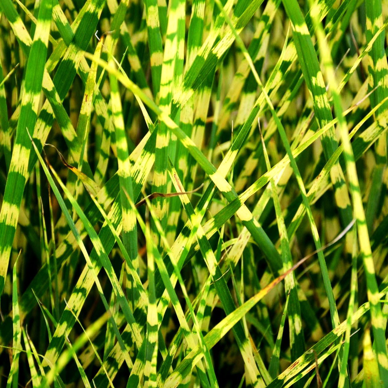 Zwerg-Zebraschilf 'Gold Bar' (Miscanthus sinensis)