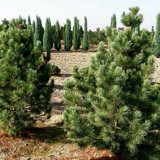 Zwerg-Zirbel-Kiefer 'Nana' (Pinus cembra)