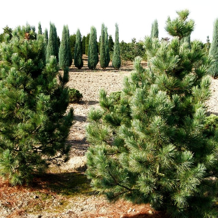 Zwerg-Zirbel-Kiefer 'Nana' (Pinus cembra)