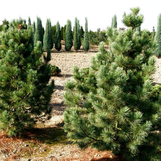 Zwerg-Zirbel-Kiefer 'Nana' (Pinus cembra)