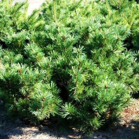 Zwerg-Zirbel-Kiefer 'Nana' (Pinus cembra)