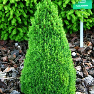 Zwerg-Zuckerhut-Fichte 'Laurin' (Picea glauca)