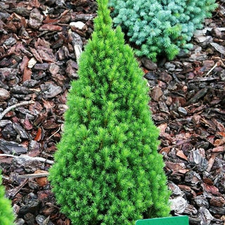 Zwerg-Zuckerhut-Fichte 'Zuckerhut' (Picea glauca)
