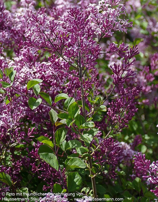 Zwergflieder,  Amerikanischer Flieder 'Red Pixie' (Syringa meyeri)
