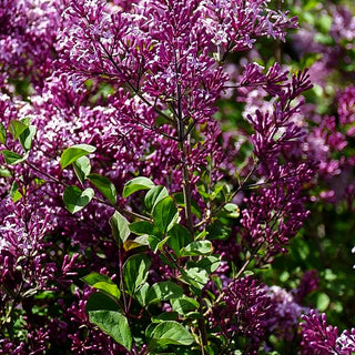 Zwergflieder, Amerikanischer Flieder 'Red Pixie' (Syringa meyeri)