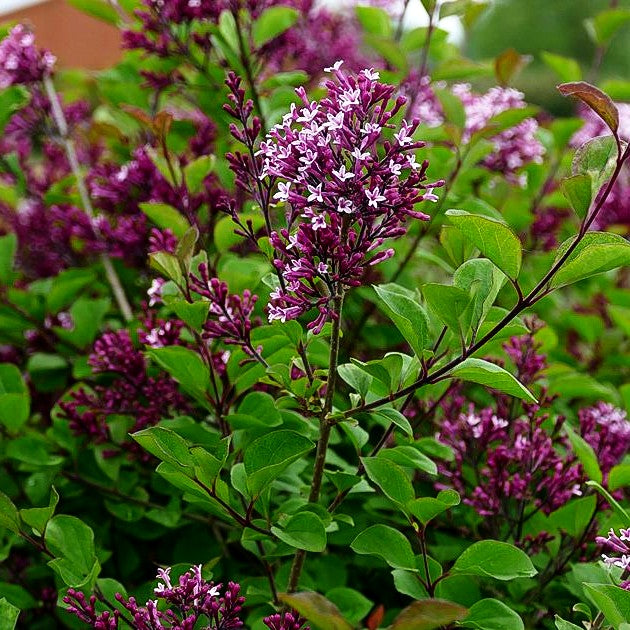 Zwergflieder, Amerikanischer Flieder 'Red Pixie' (Syringa meyeri)
