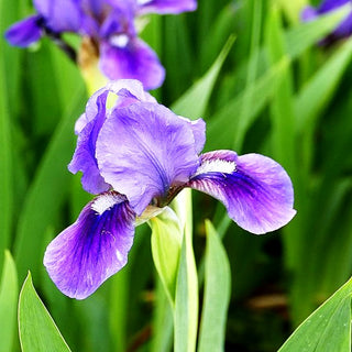 Zwergige Bart-Schwertlilie 'Blauer Zweiklang' (Iris x barb.-nana)