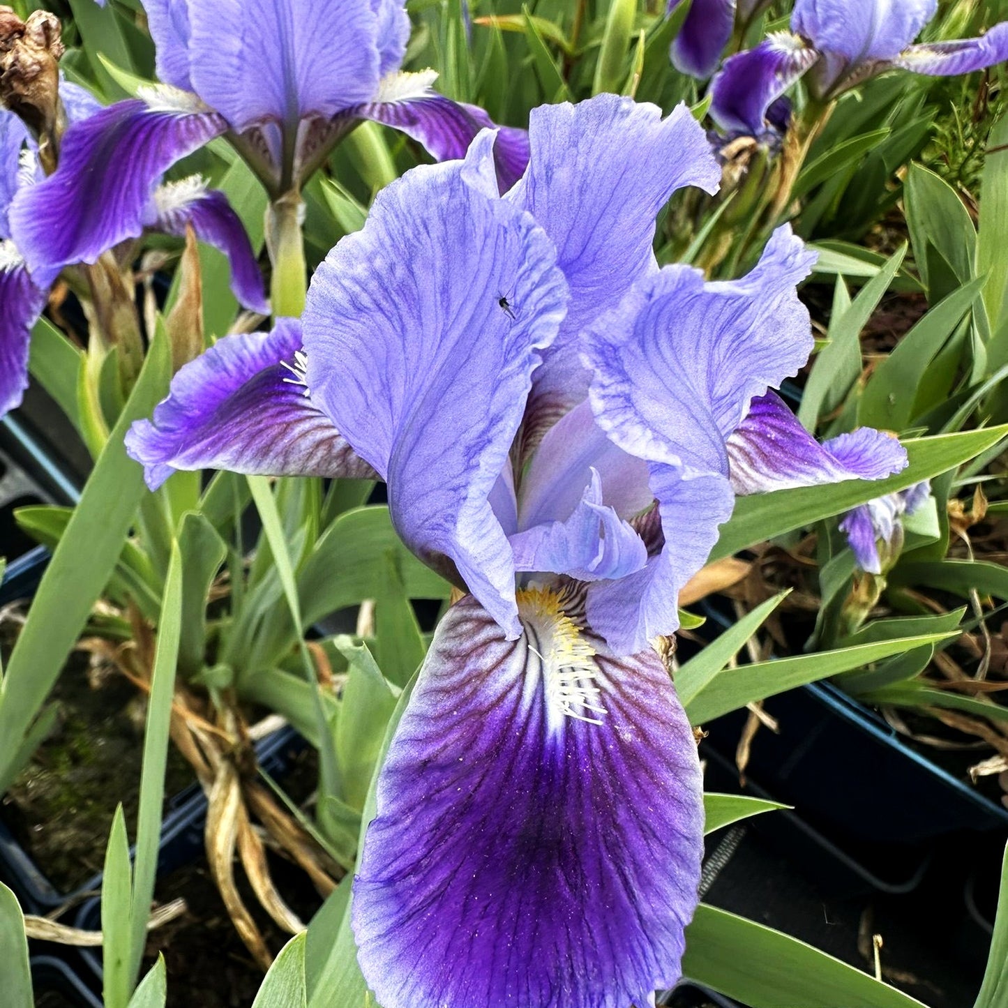 Zwergige Bart-Schwertlilie 'Blauer Zweiklang' (Iris x barb.-nana)