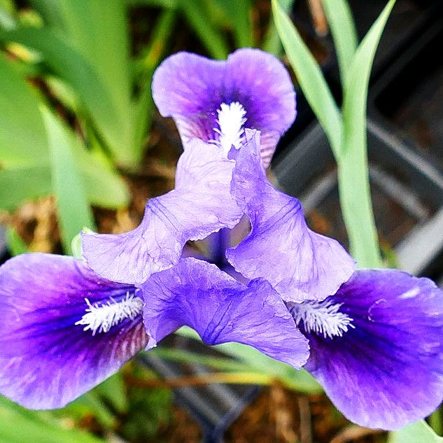 Zwergige Bart-Schwertlilie 'Blauer Zweiklang' (Iris x barb.-nana)