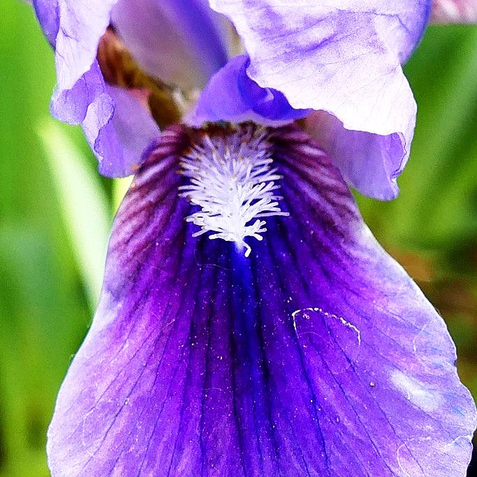 Zwergige Bart-Schwertlilie 'Blauer Zweiklang' (Iris x barb.-nana)