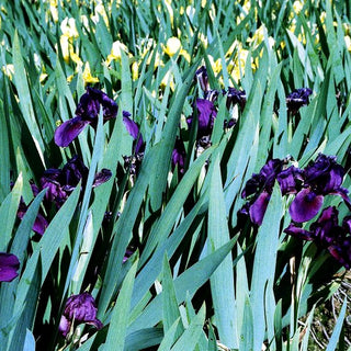 Zwergige Bart-Schwertlilie 'Cherry Garden' (Iris x barb.-nana)