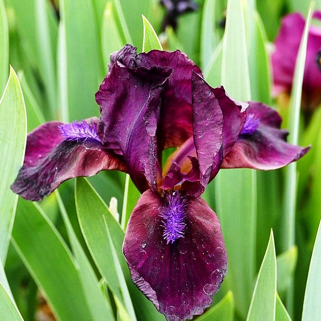 Zwergige Bart-Schwertlilie 'Cherry Garden' (Iris x barb.-nana)