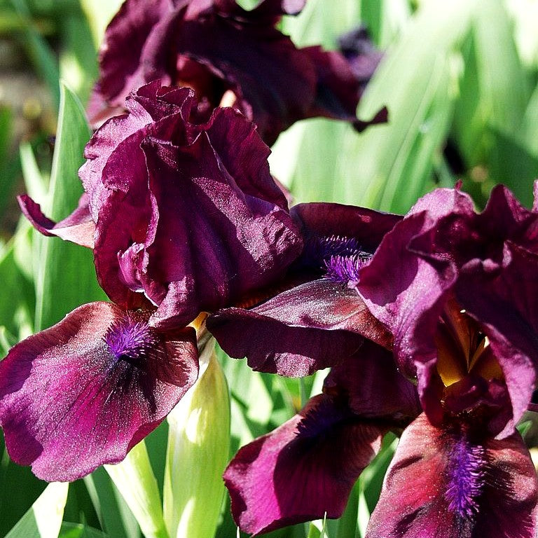 Zwergige Bart-Schwertlilie 'Cherry Garden' (Iris x barb.-nana)