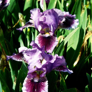 Zwergige Bart-Schwertlilie 'Fairy Ballet' (Iris x barb.-nana)