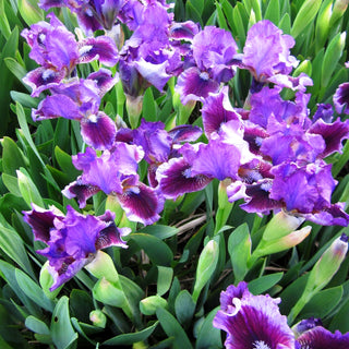 Zwergige Bart-Schwertlilie 'Fairy Ballet' (Iris x barb.-nana)
