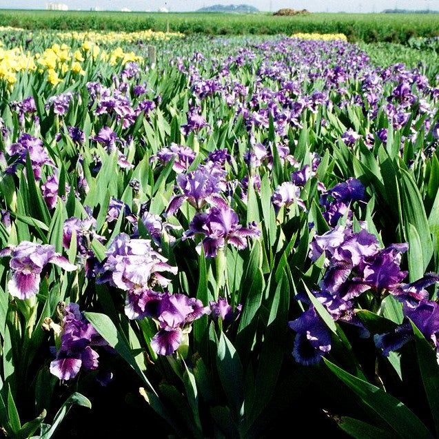 Zwergige Bart-Schwertlilie 'Fairy Ballet' (Iris x barb.-nana)