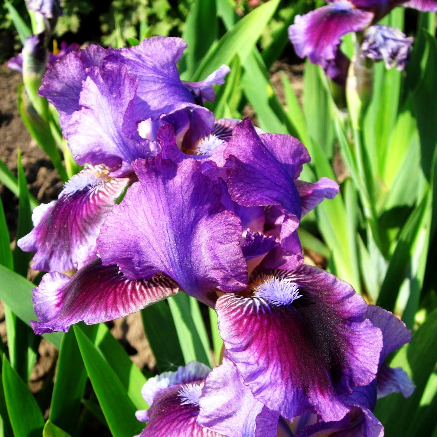 Zwergige Bart-Schwertlilie 'Fairy Ballet' (Iris x barb.-nana)