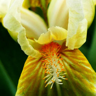 Zwergige Bart-Schwertlilie 'Forest Light' (Iris x barb.-nana)