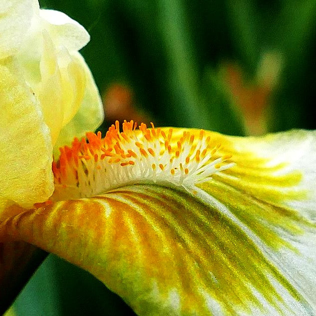 Zwergige Bart-Schwertlilie 'Forest Light' (Iris x barb.-nana)