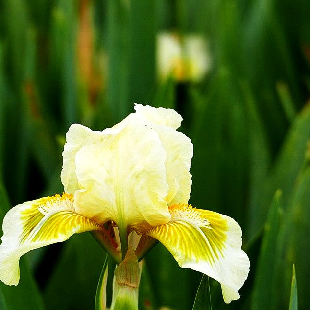 Zwergige Bart-Schwertlilie 'Forest Light' (Iris x barb.-nana)
